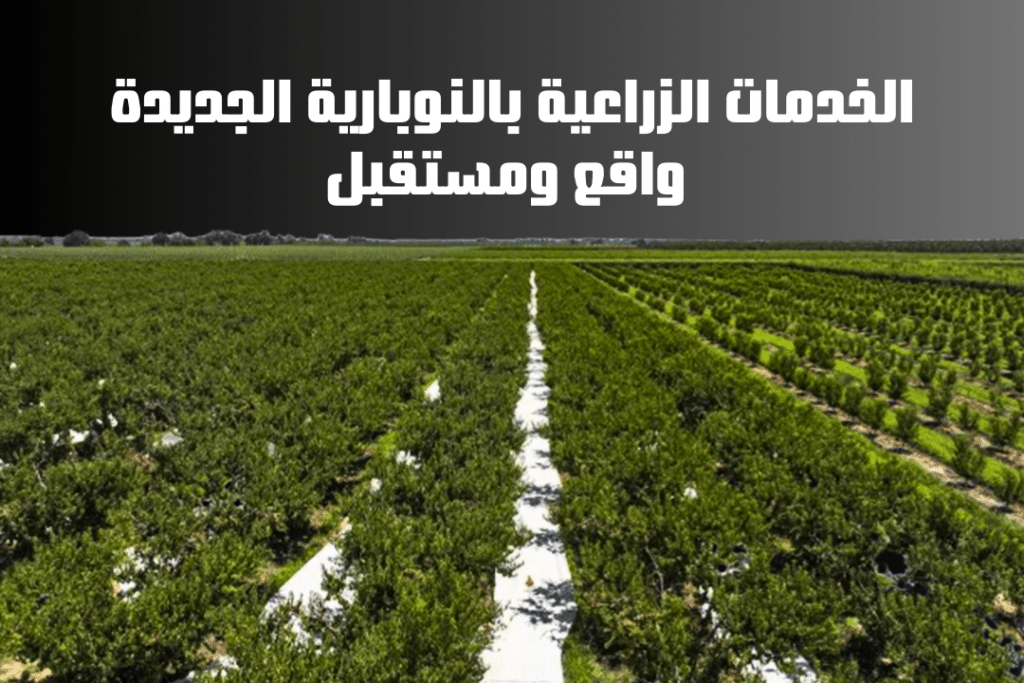 الخدمات الزراعية بالنوبارية الجديدة واقع ومستقبل